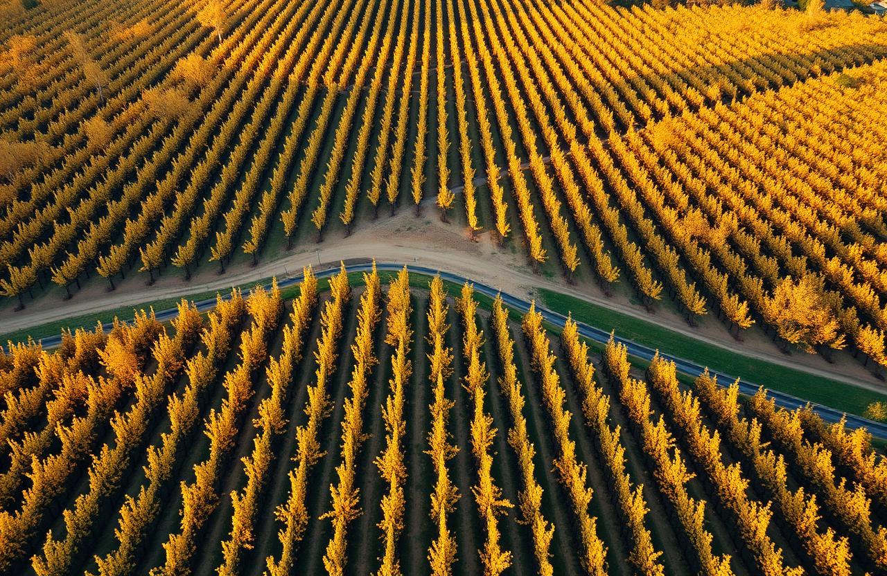 Enoturismo en La Rioja: Por Qué un VTC es la Mejor Opción